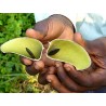 Price: €3.95 - Griffonia simplicifolia Växt Frön - 