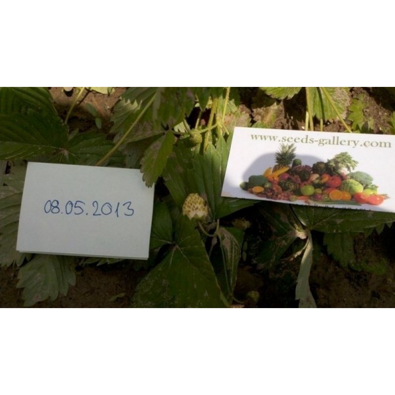 Price: €1.5 - Graines De Fraise Blanc "White Soul" - Seeds Gallery