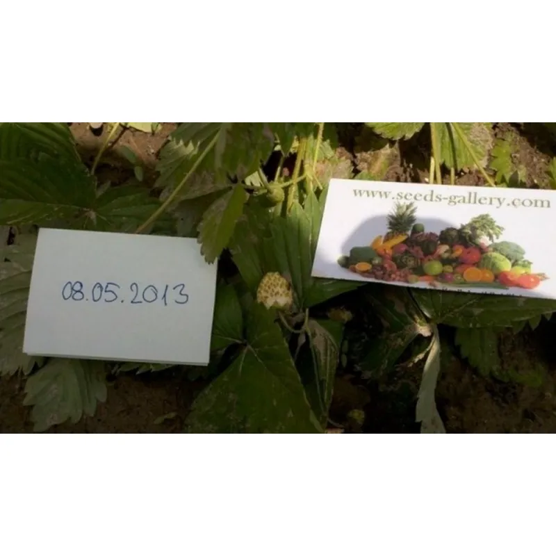 Price: €1.5 - Weiße Erdbeere Samen 'White Soul' - Seeds Gallery