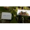 Semillas Fresas Blancas white strawberry