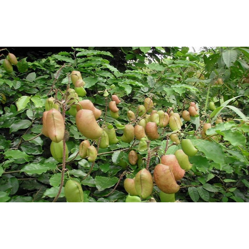 Price: €3.95 - Sementes de Griffonia simplicifolia - 