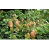 Price: €3.95 - Griffonia simplicifolia Växt Frön - 