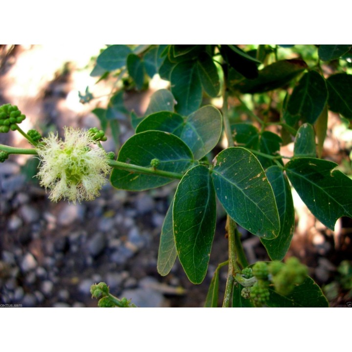 Monkeypod  - Manila tamarind Seeds (Pithecellobium dulce) - 2.25