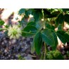 Semillas de Tamarindo de Manila (Pithecellobium dulce)