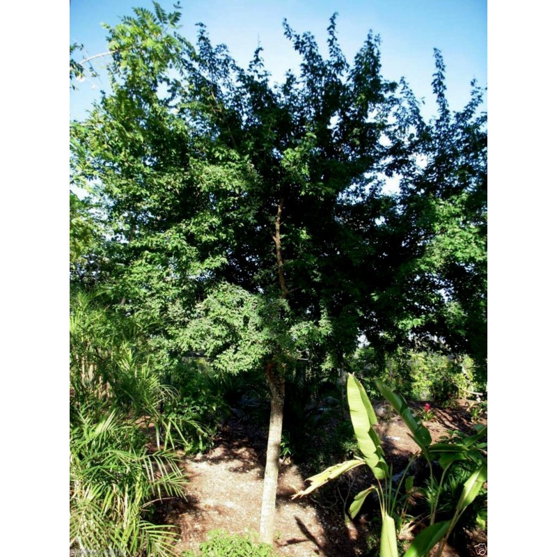 Semillas de Tamarindo de Manila (Pithecellobium dulce)