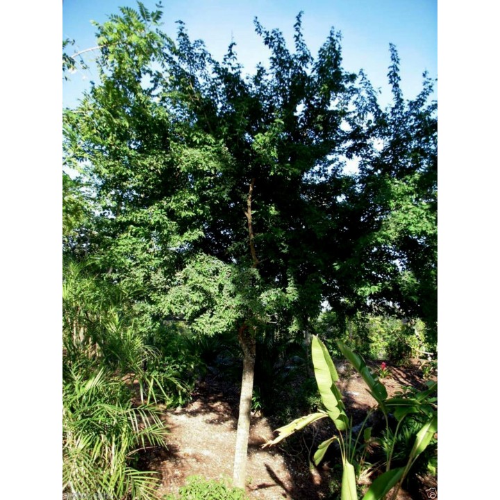 Monkeypod  - Manila tamarind Seeds (Pithecellobium dulce) - 2.25