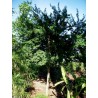 Semillas de Tamarindo de Manila (Pithecellobium dulce)