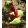 Semillas de Tamarindo de Manila (Pithecellobium dulce)