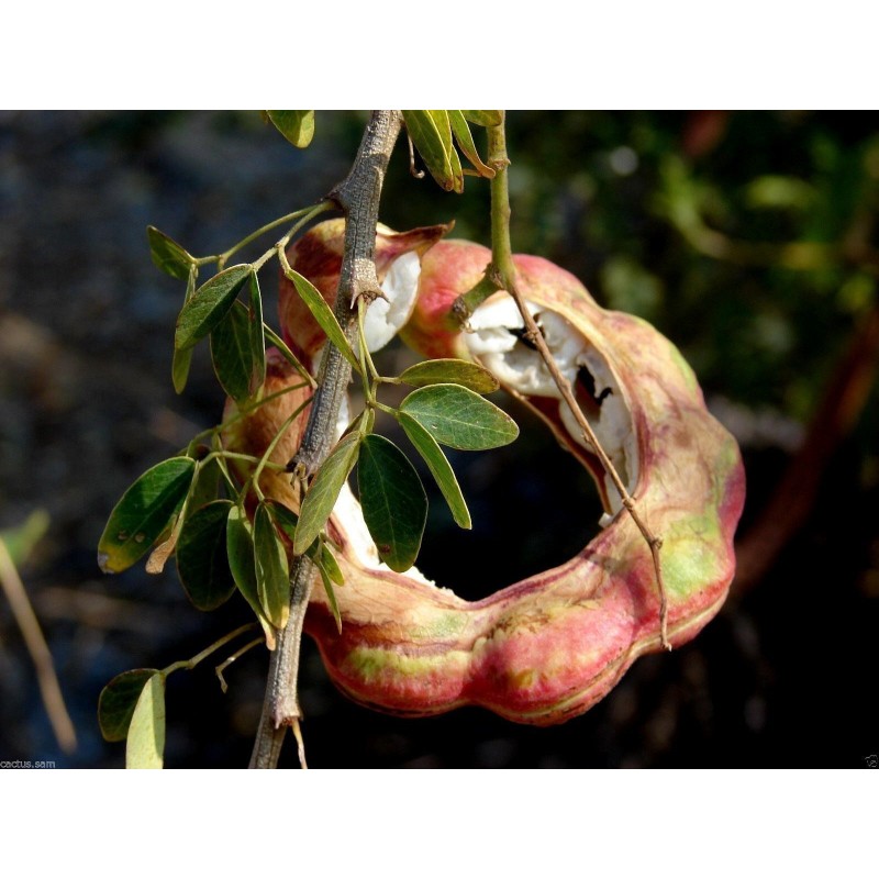 Semillas de Tamarindo de Manila (Pithecellobium dulce)