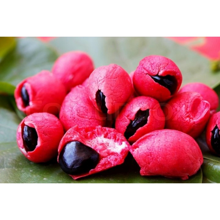 Monkeypod  - Manila tamarind Seeds (Pithecellobium dulce) - 2.25