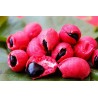 Semillas de Tamarindo de Manila (Pithecellobium dulce)