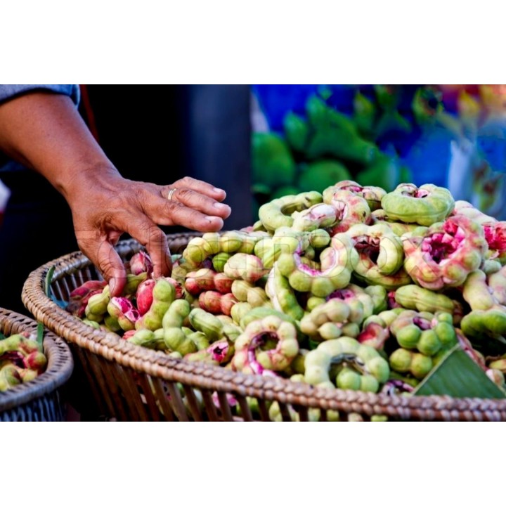 Monkeypod  - Manila tamarind Seeds (Pithecellobium dulce) - 2.25