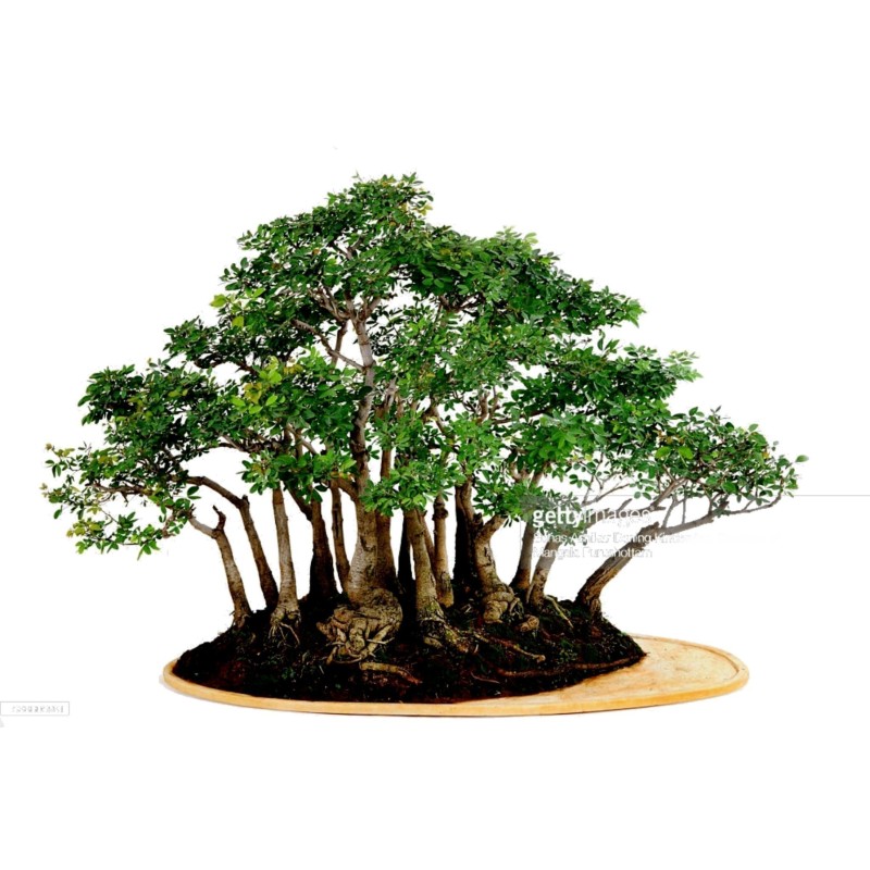 Semillas de Tamarindo de Manila (Pithecellobium dulce)