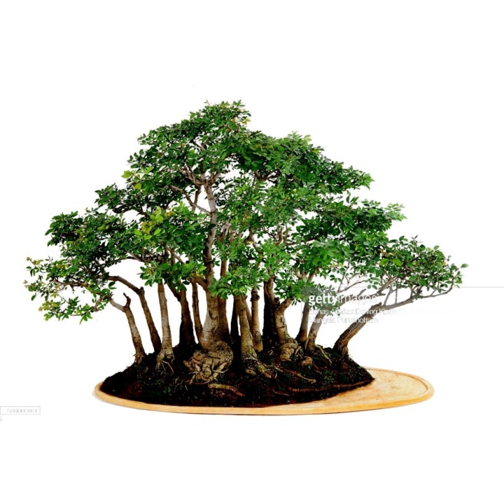 Monkeypod  - Manila tamarind Seeds (Pithecellobium dulce) - 2.25