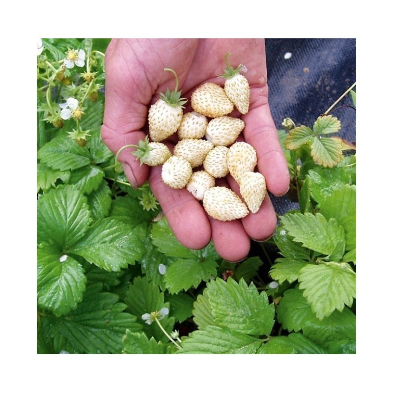 Price: €1.5 - Graines De Fraise Blanc "White Soul" - Seeds Gallery
