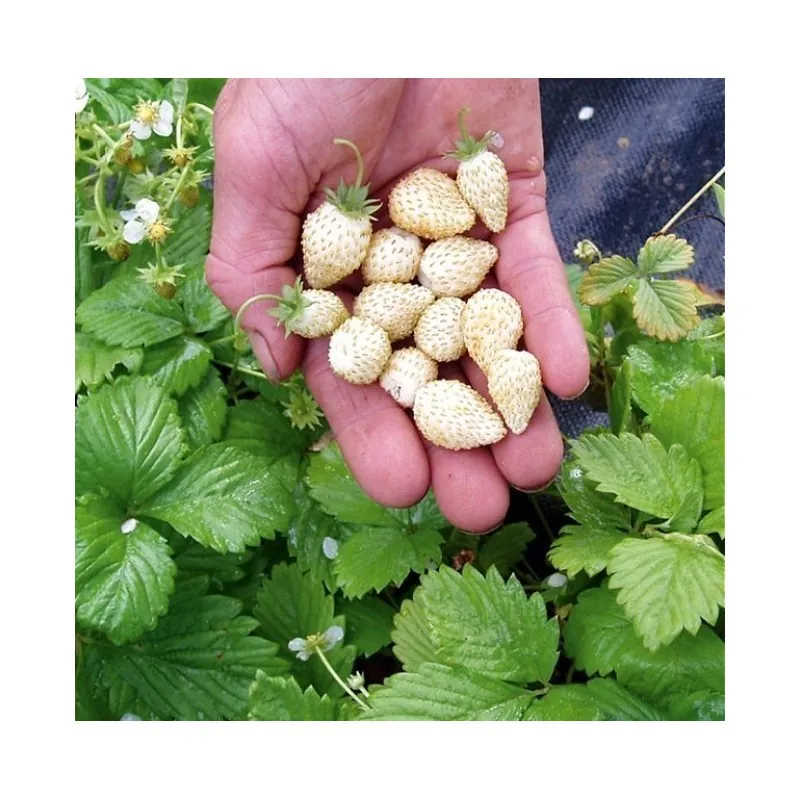 Sementes Morango Alpino Branco - White Soul - Exoticos