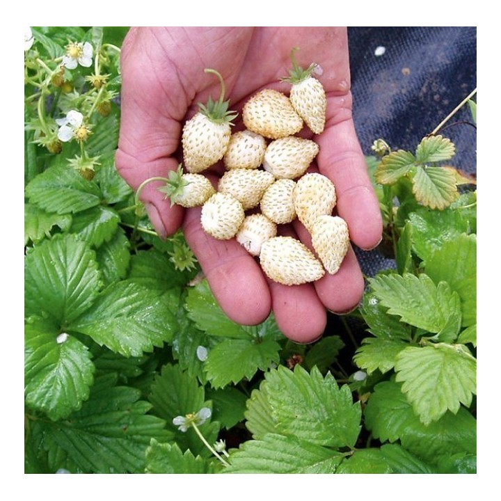 Alpine White Strawberry - White Soul Seeds - 175.934363