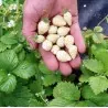 Alpine White Strawberry - White Soul Seeds