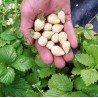 Price: €1.5 - Graines De Fraise Blanc "White Soul" - Seeds Gallery
