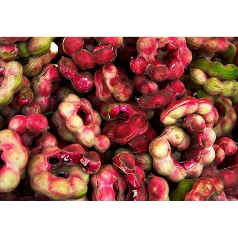 Graines de Tamarin D'inde (Pithecellobium dulce) | 2,50 €