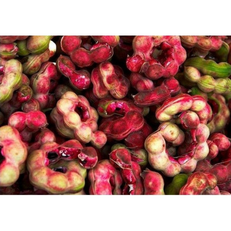 Semillas de Tamarindo de Manila (Pithecellobium dulce)