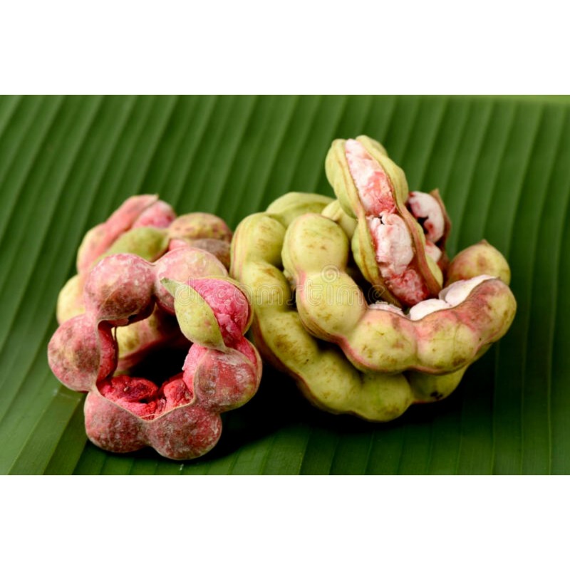 Semillas de Tamarindo de Manila (Pithecellobium dulce)