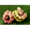 Semillas de Tamarindo de Manila (Pithecellobium dulce)
