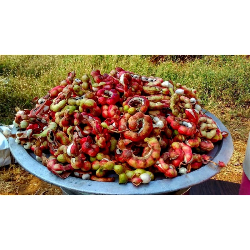 Graines de Tamarin D'inde (Pithecellobium dulce) | 2,50 €