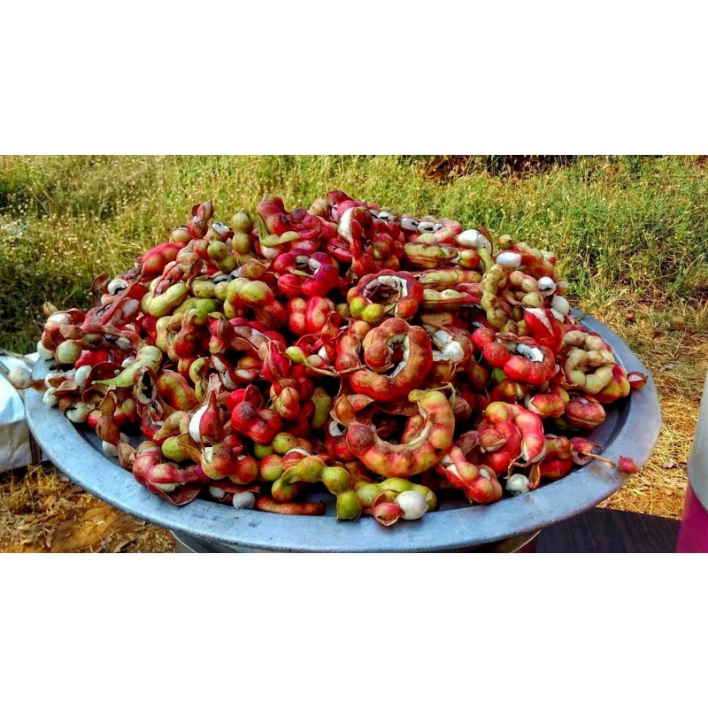 Semillas de Tamarindo de Manila (Pithecellobium dulce)