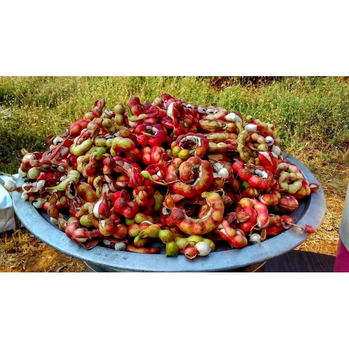 Monkeypod  - Manila tamarind Seeds (Pithecellobium dulce) - 2.25