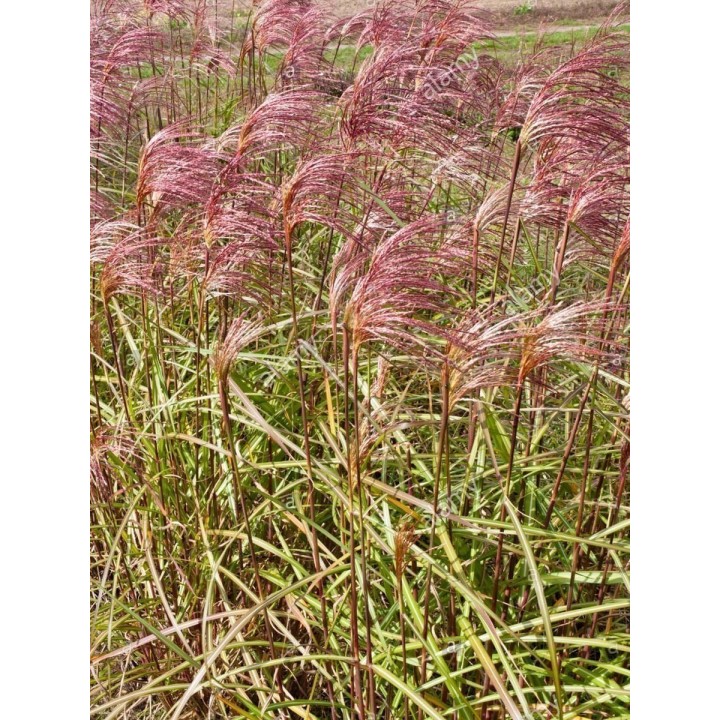 Zebra Grass Seeds (Miscanthus sinensis Zebrinus) - 1.395