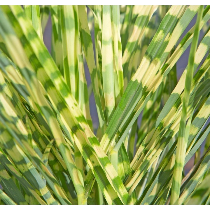 Zebra Grass Seeds (Miscanthus sinensis Zebrinus) - 1.395