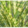 Zebra trava seme (Miscanthus sinensis Zebrinus)