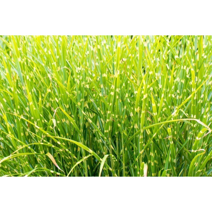 Zebra Grass Seeds (Miscanthus sinensis Zebrinus) - 1.395