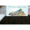Price: €1.5 - Vit jordgubbe Frön "White Soul" - Seeds Gallery