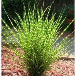 Zebra Grass Seeds (Miscanthus sinensis Zebrinus) - 1.395