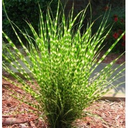 Price: €1.55 - Zebra gräs Frön- Sebra gräs (Miscanthus sinensis Zebrinus) - 