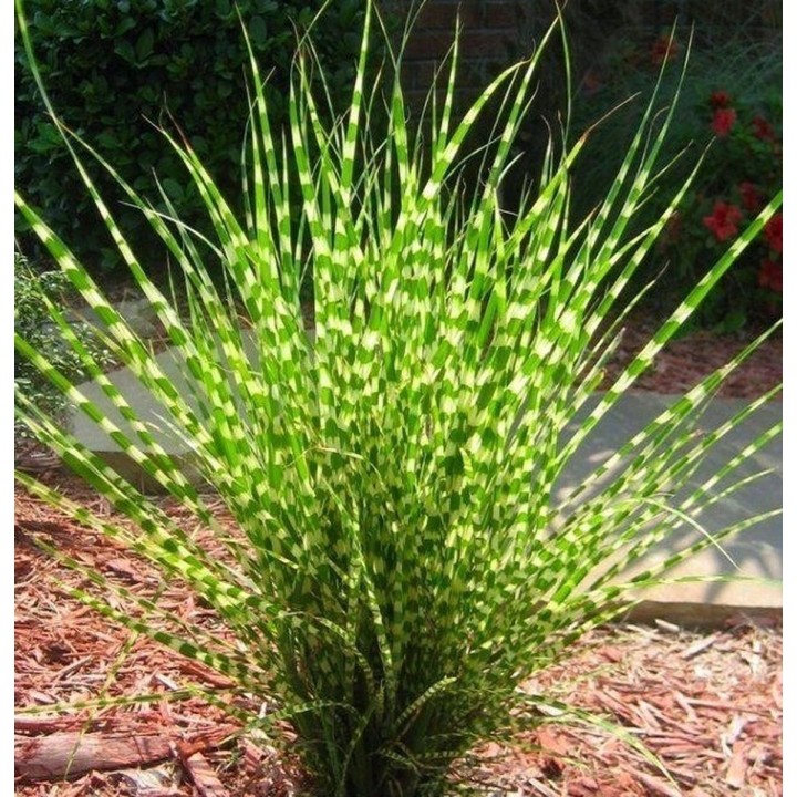 Zebra Grass Seeds (Miscanthus sinensis Zebrinus) - 1.395