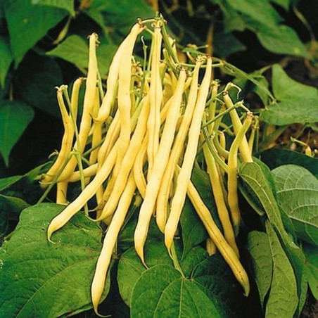Price: €1.35 - Sementes De Feijão Jerusalem (Phaseolus vulgaris L.) -