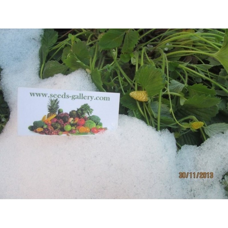 Price: €1.5 - Graines De Fraise Blanc "White Soul" - Seeds Gallery