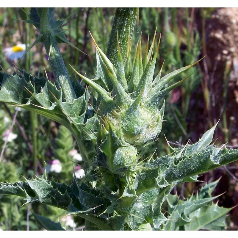 Semillas de Cardo Mariano (Silybum marianum)