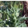 Semillas de Cardo Mariano (Silybum marianum)