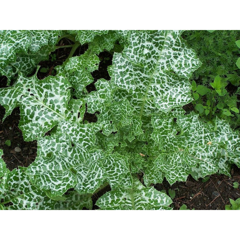 Mariendistel Samen (Silybum marianum)