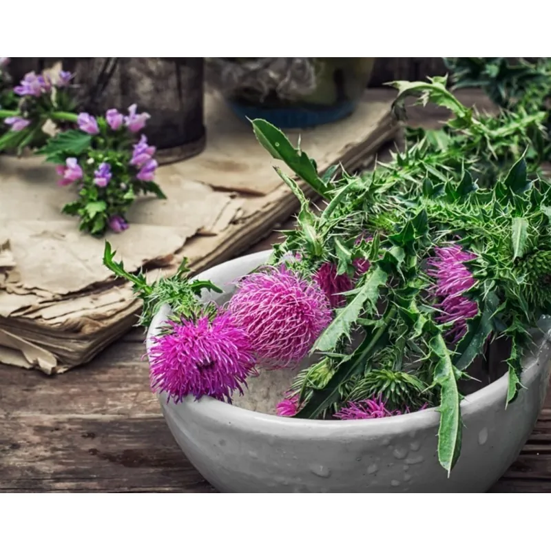 Semillas de Cardo Mariano (Silybum marianum)