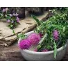 Saint Mary's thistle Seeds (Silybum marianum)