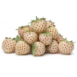 Semillas Fresas Blancas white strawberry