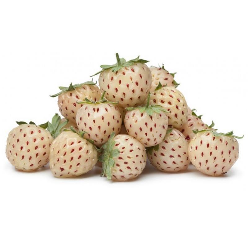 Semillas Fresas Blancas white strawberry