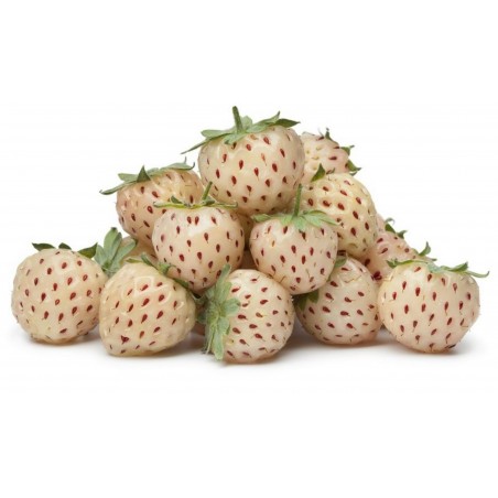 Price: €1.5 - Graines De Fraise Blanc "White Soul" - Seeds Gallery