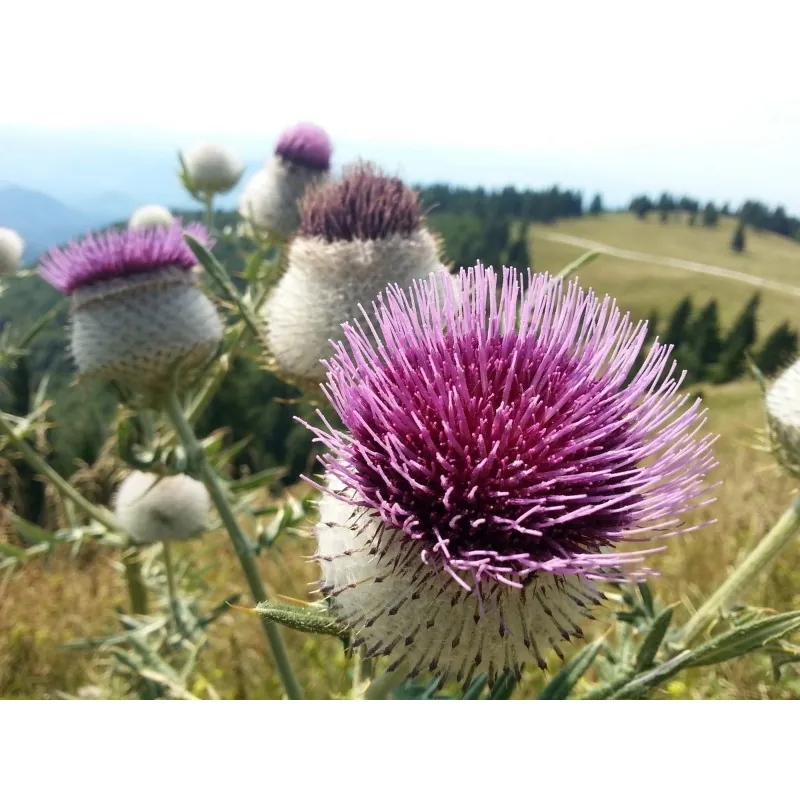 Semillas de Cardo Mariano (Silybum marianum)