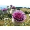 Semillas de Cardo Mariano (Silybum marianum)